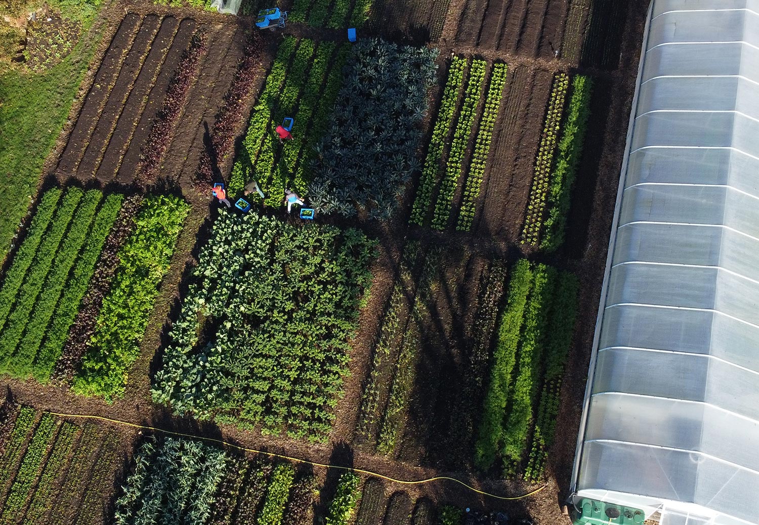 Drohnensicht zeigt die Humuswerkstatt von oben mit Gewächshäusern, vielfältigen Gemüsekulturen und Erntehelfern und Helferinnen